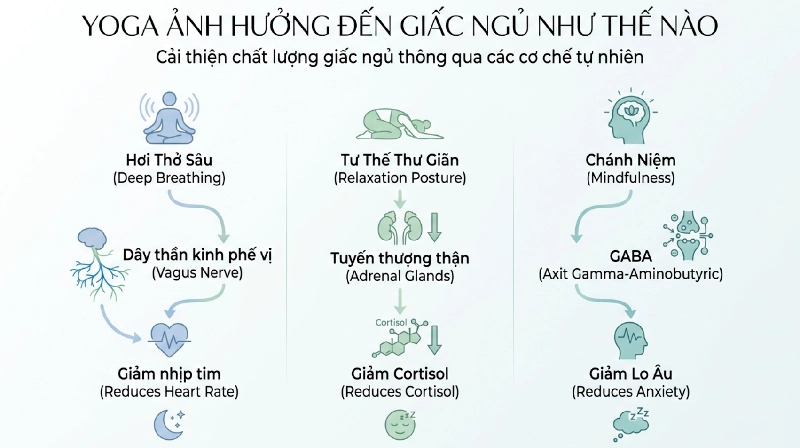 co-che-yoga-giac-ngu-infographic
