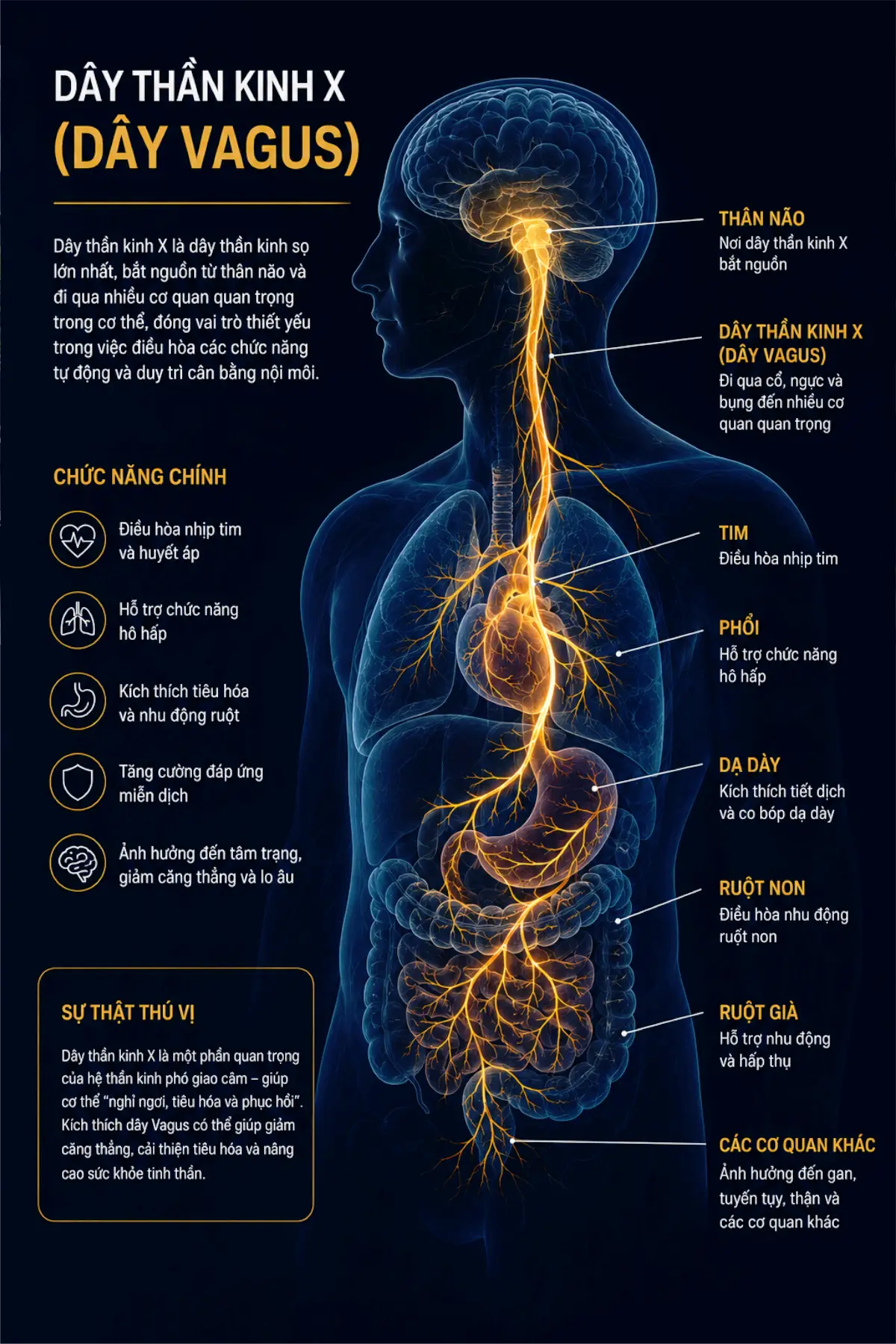 yoga-tang-cuong-he-than-kinh-gaba